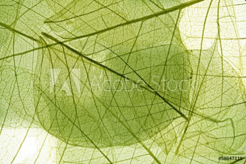 Picture of Leaves background